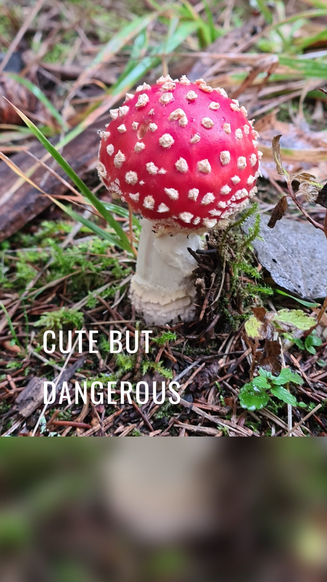 Cute but dangerous